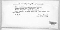 Image of Phragmiticola phragmitis